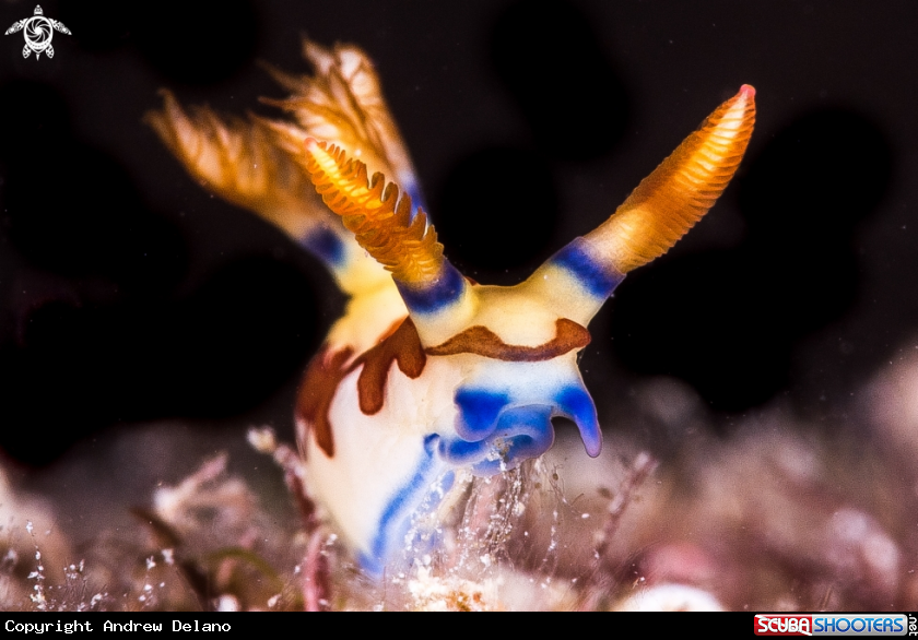 A Nudibranch Nembrotha