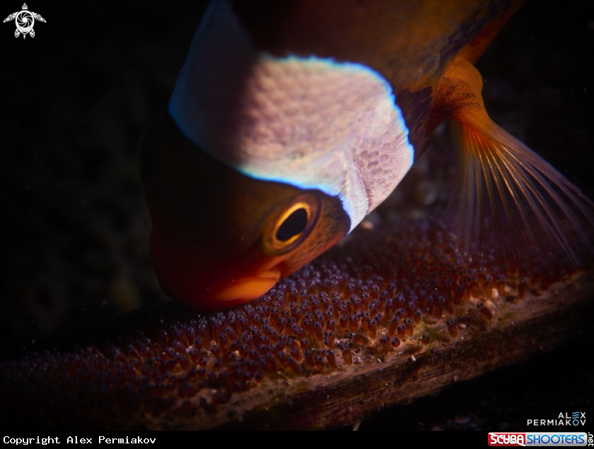 A Tomato clownfish