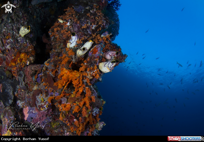 A Colourful corals and blue ocean