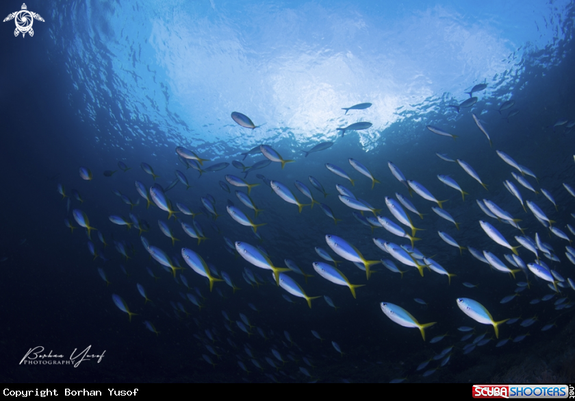A Yellowtail Fusilier