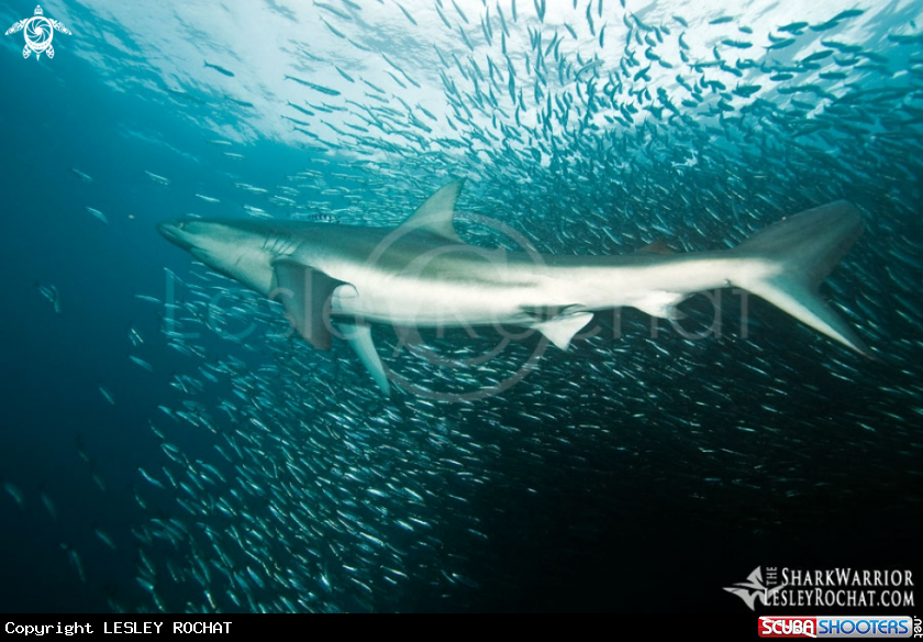 A underwater creature