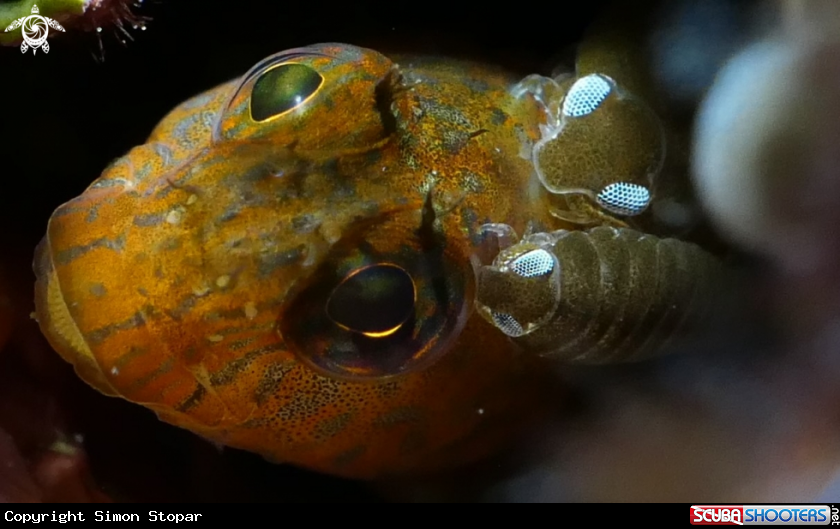 A fish with parazite