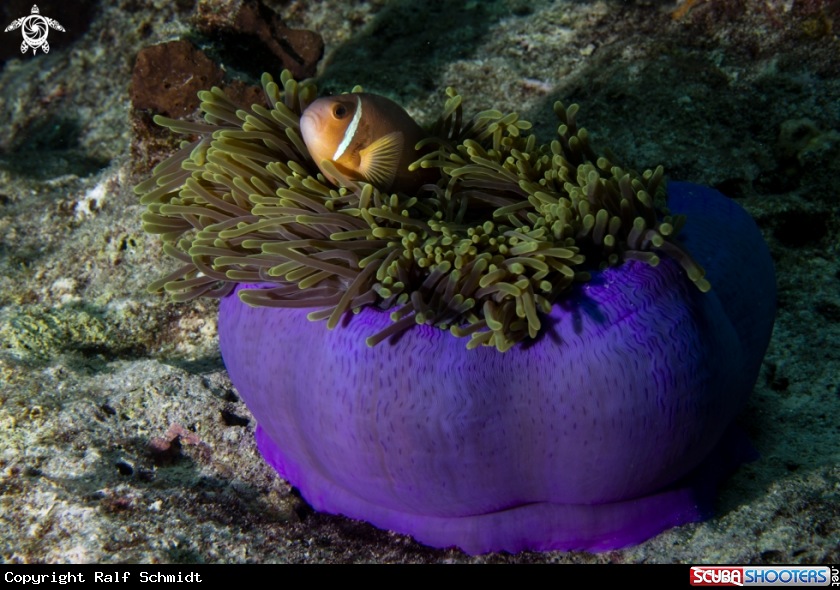 A Anemonfish