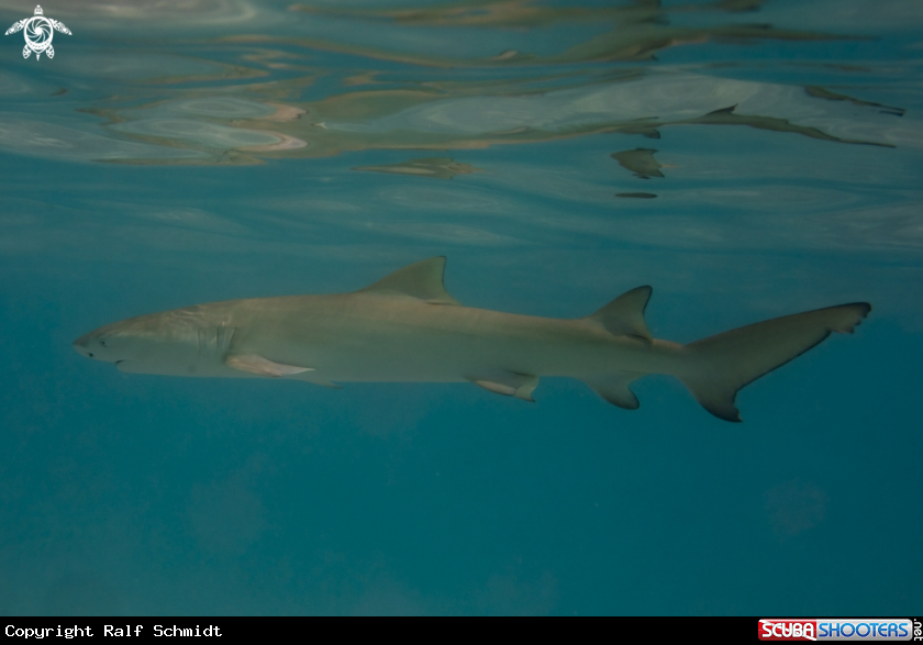 A shark