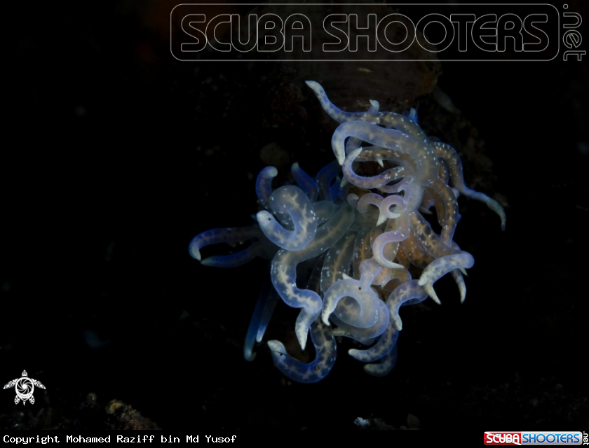 A Phyllodesmium iriomotense