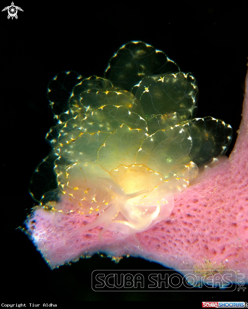 A Nudibranch