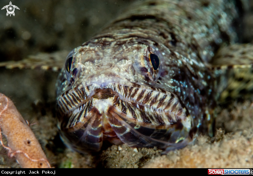 A Lizardfish