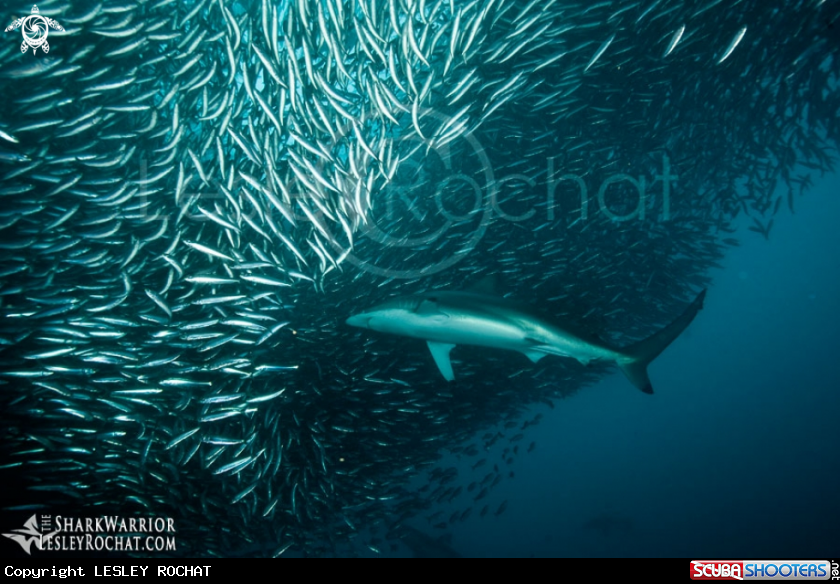 A underwater creature
