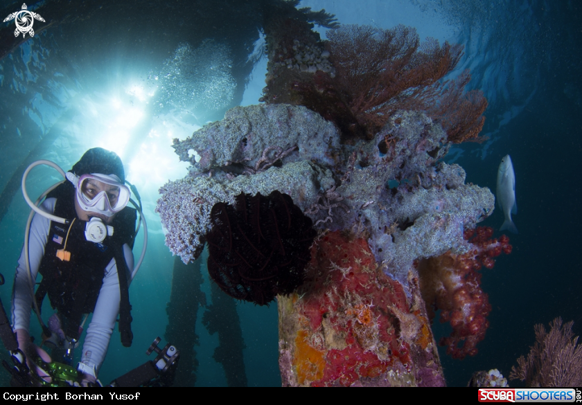 A Anthozoa of the phylum Cnidaria