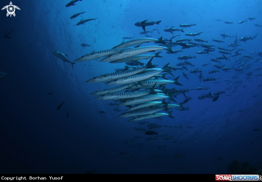 A Barracuda