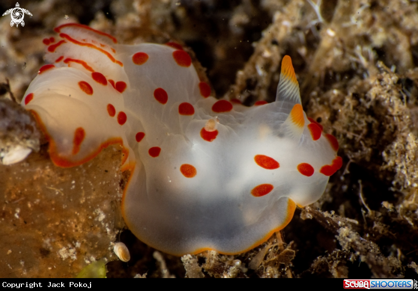 A Gymnodoris ceylonica