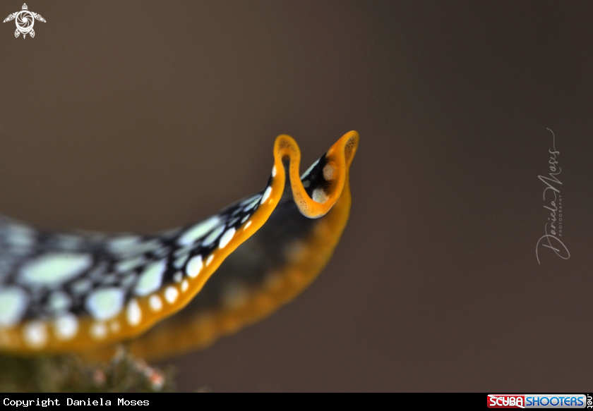 A Flatworm