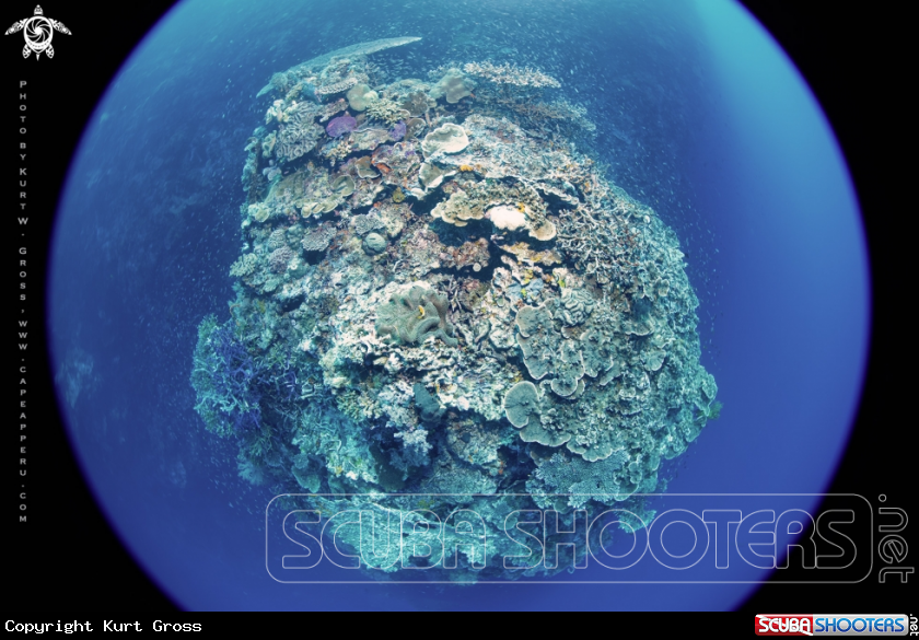 A Coral