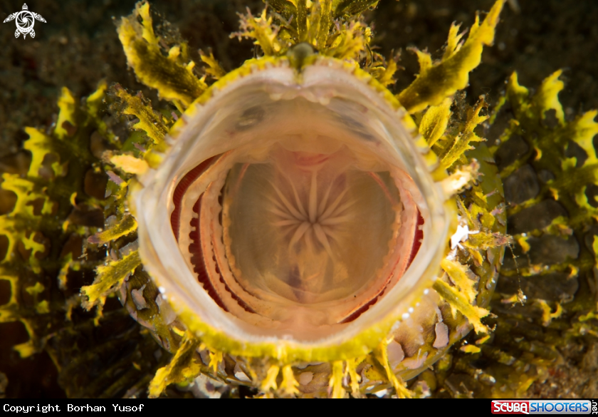 A Weedy Scorpionfish