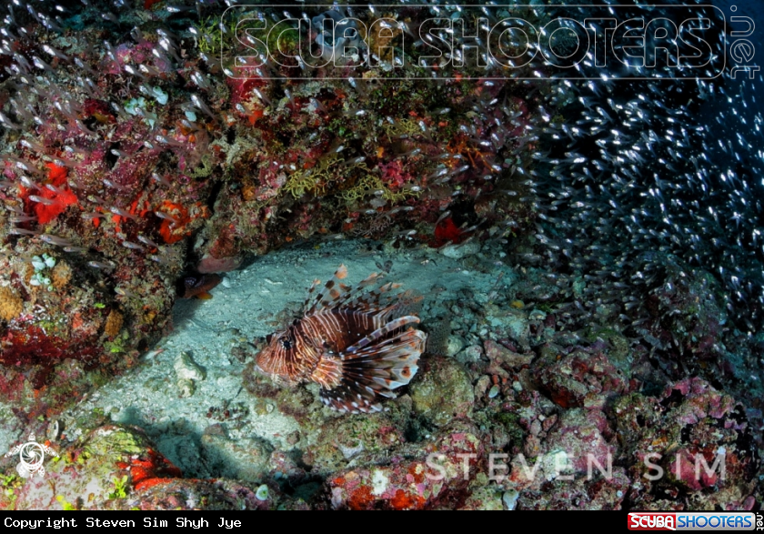 A Lion fish