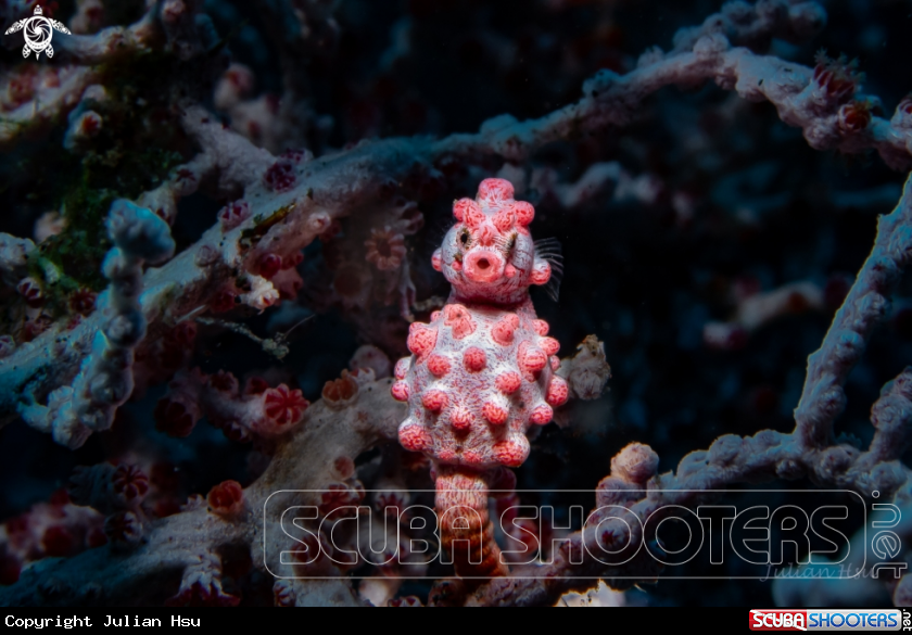 A Bargibant's seahorse