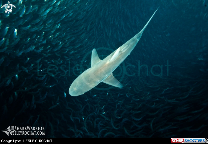 A underwater creature