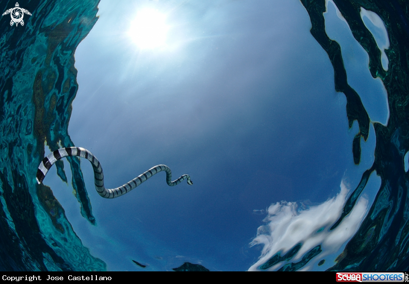 A Banded sea snake