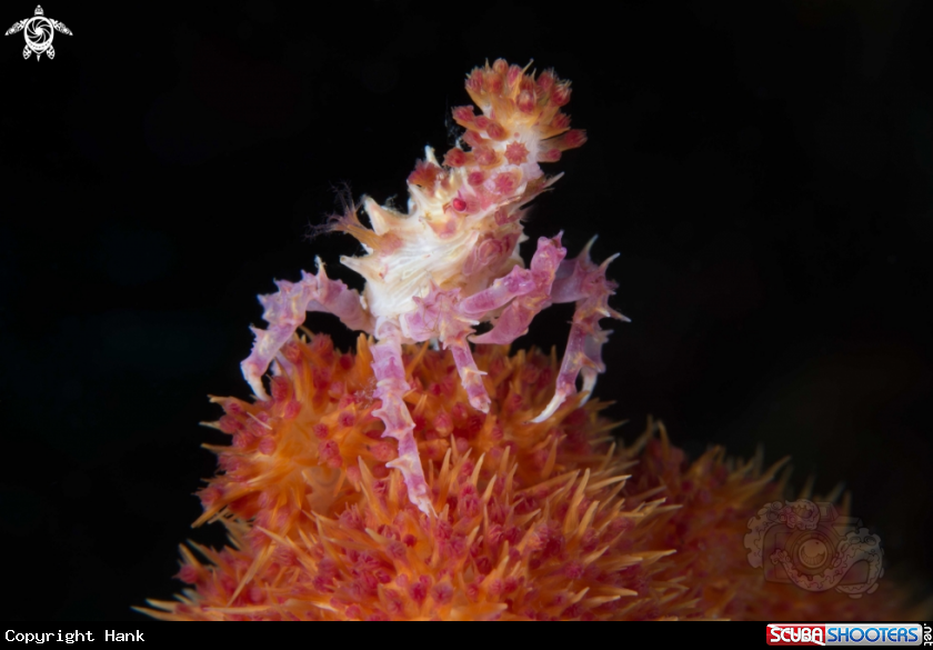 A Candy Crab