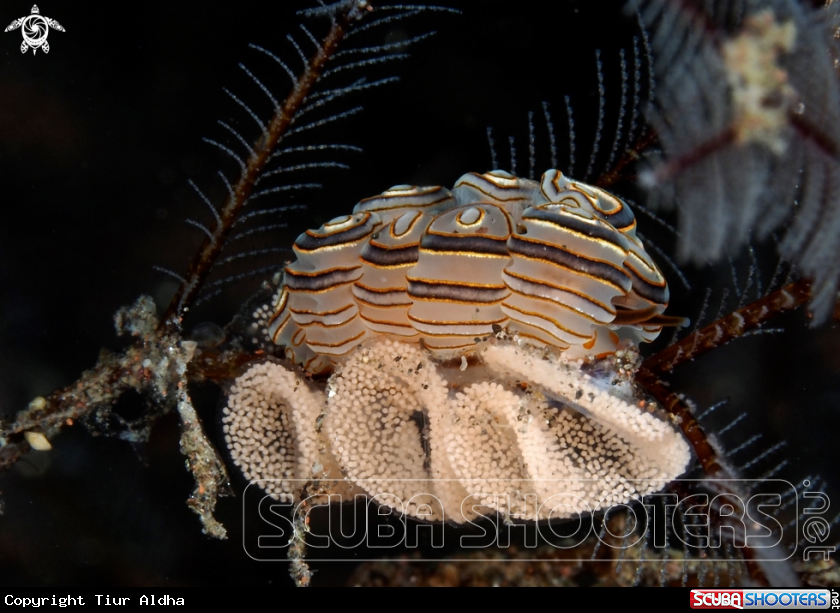 A Nudibranch