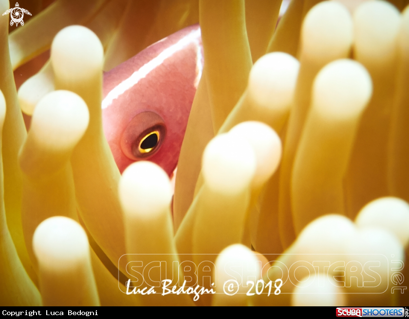 A Pink Skunkfish