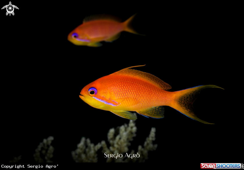 A Anthias