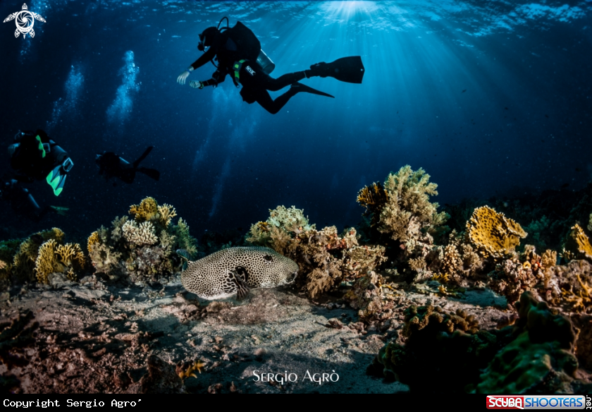 A Reef