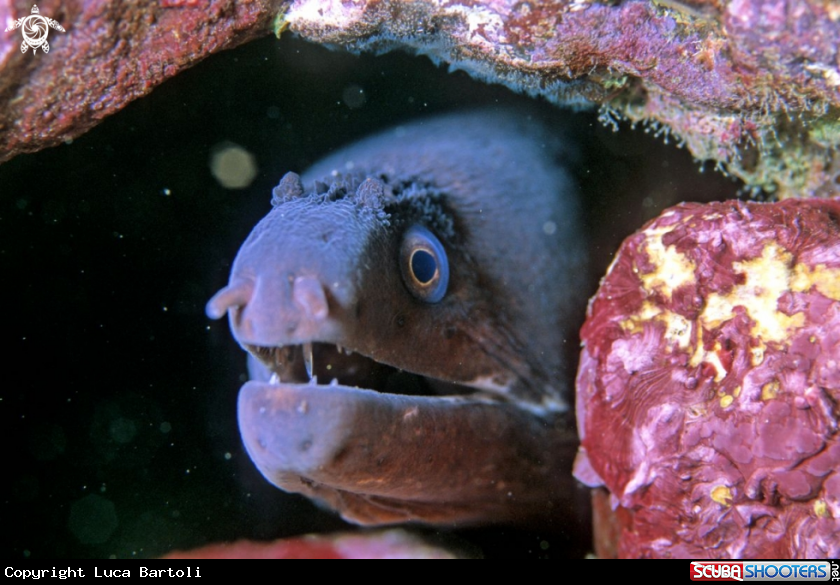 A moray