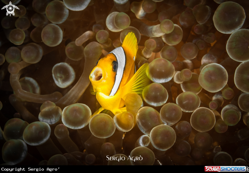 A Pesce Pagliaccio