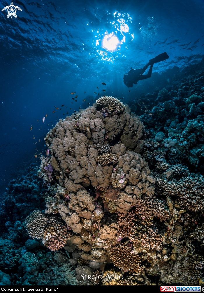 A Reef