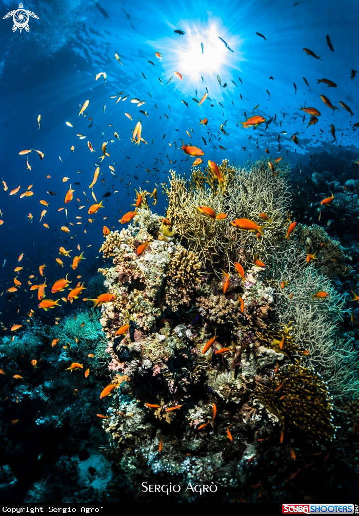 A Reef