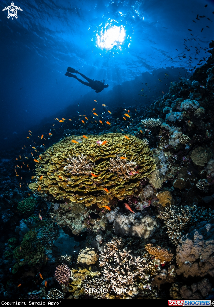 A Reef