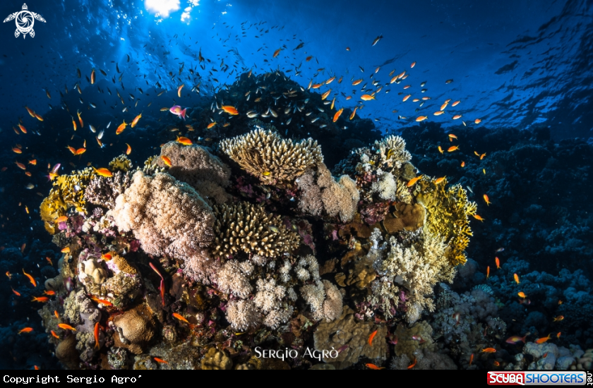 A Reef