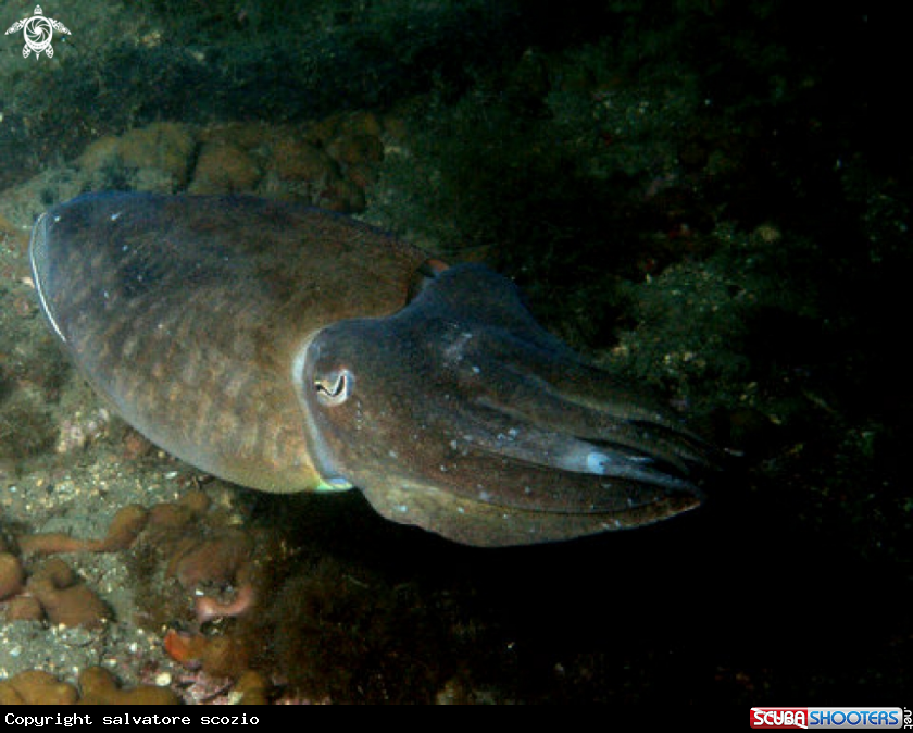 A underwater creature