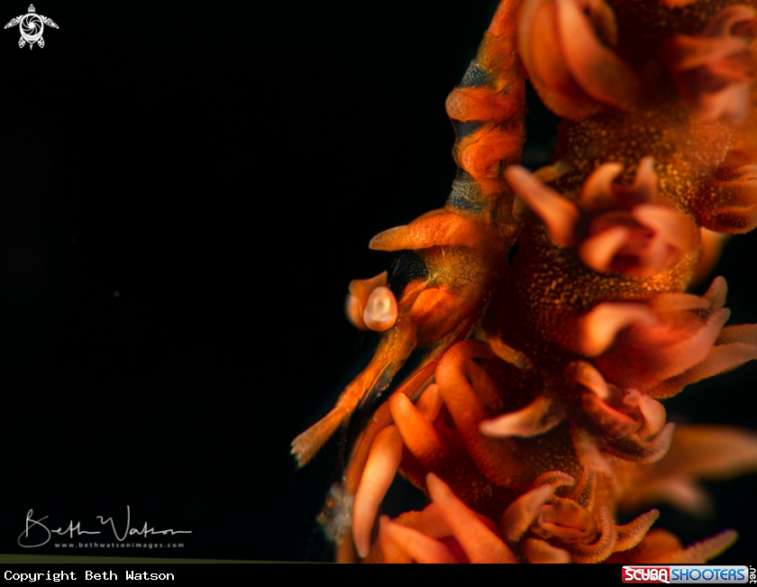 A Xeno Shrimp
