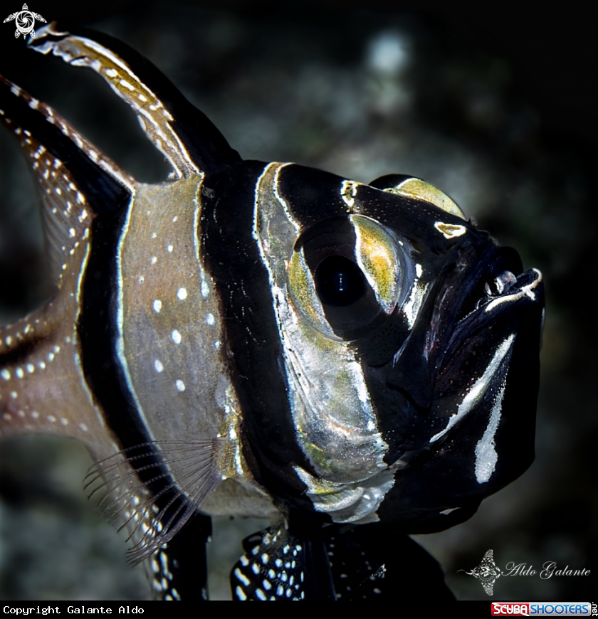 A Banggai Cardinalfish