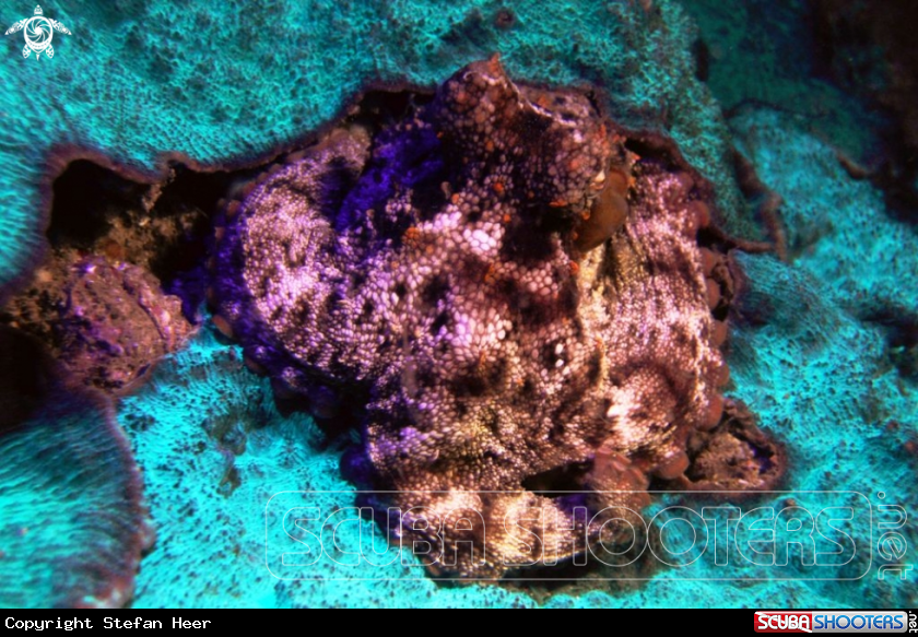 A Octopus