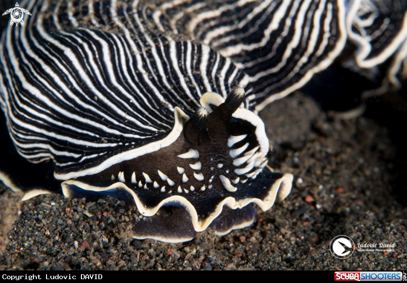 A Armina Nudibranch