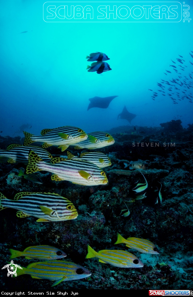 A Snapper