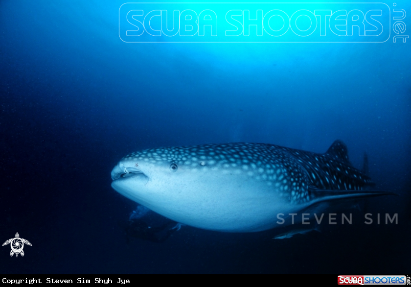 A Whale shark 