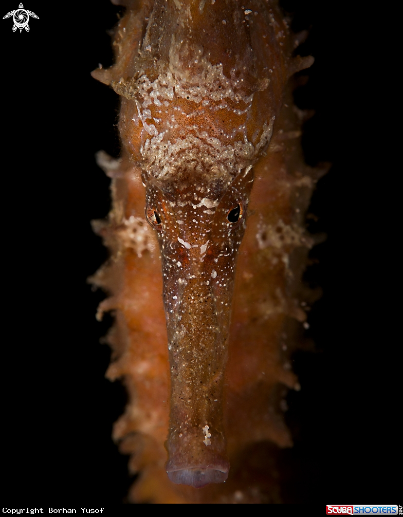A Seahorse