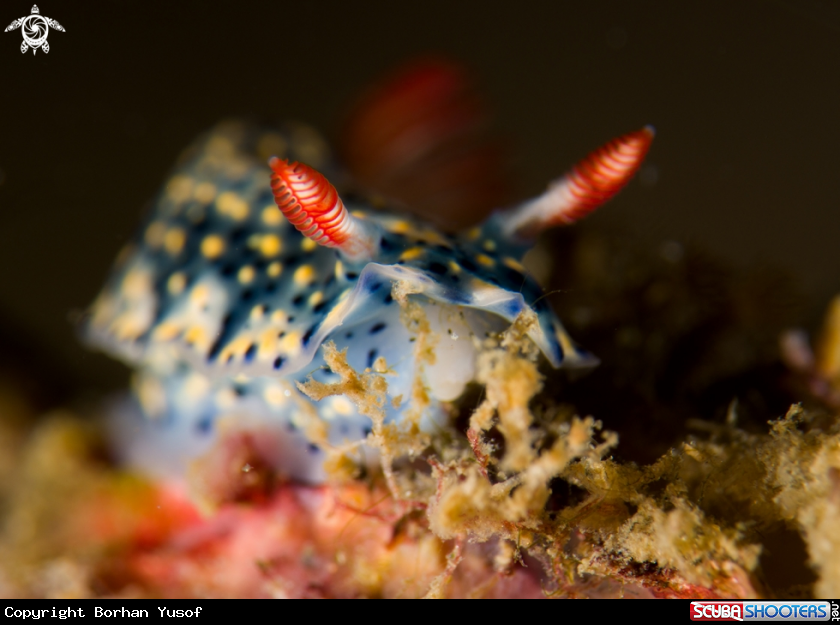 A Nudibranch