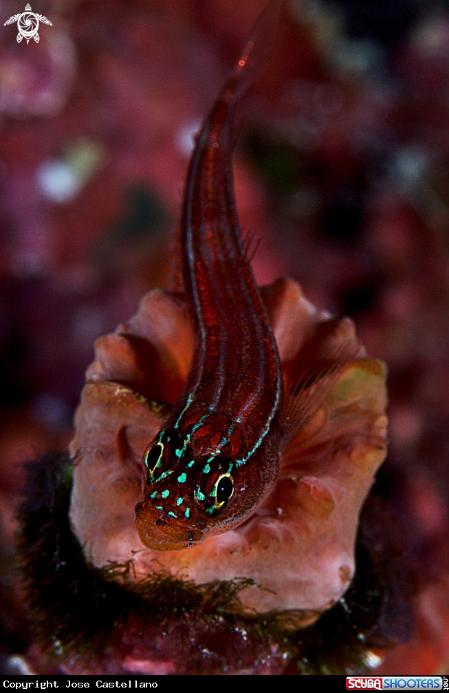 A Triplefin