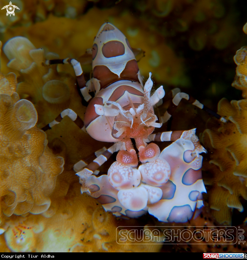 A Harlequin Shrimp