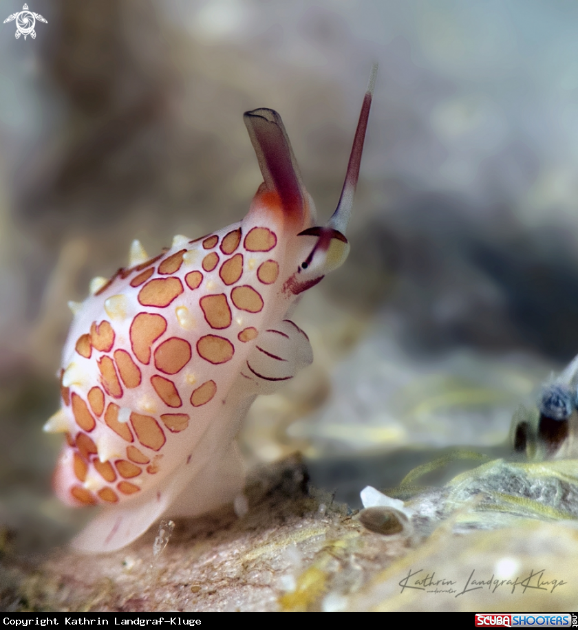 A Margarita Egg Cowrie