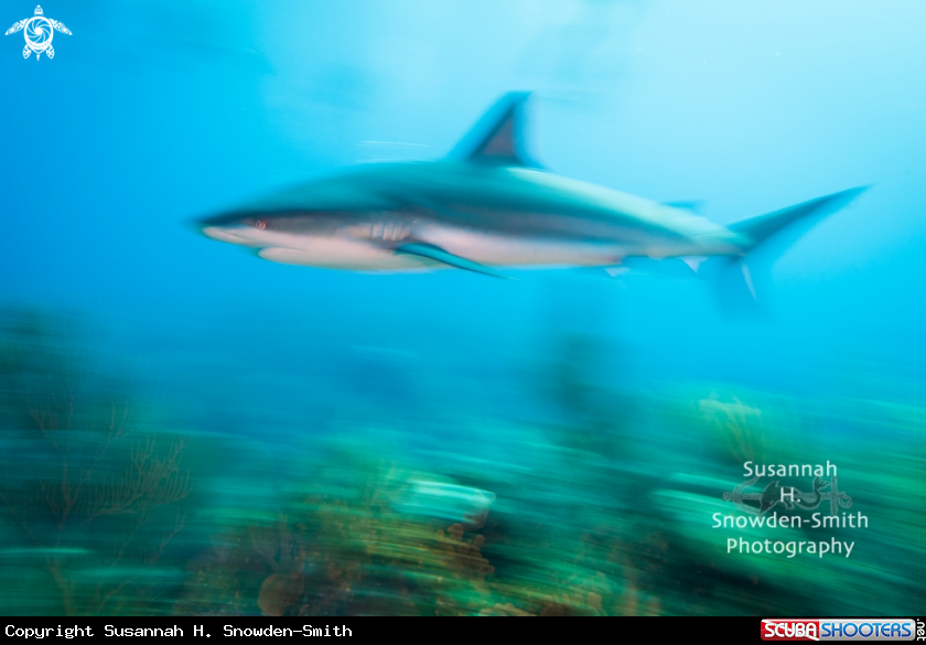 A Caribbean Reef Shark