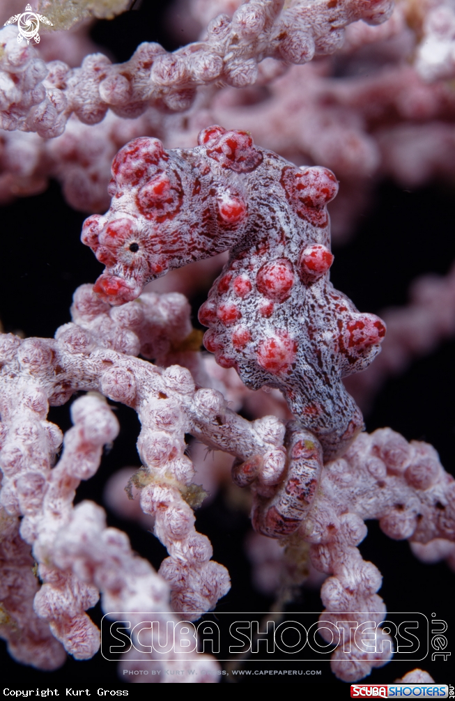 A Pigmy Seahorse, Pygmäen Seepferdchen
