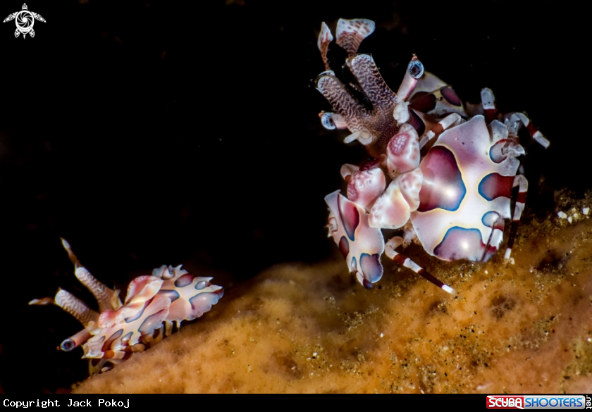 A Harlequin shrimp