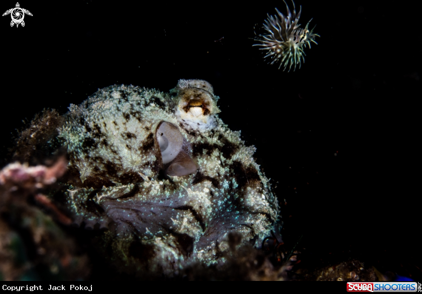 A Coconut octopus