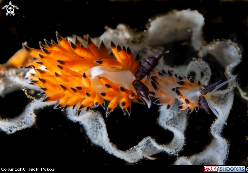 A Favorinus tsuruganus